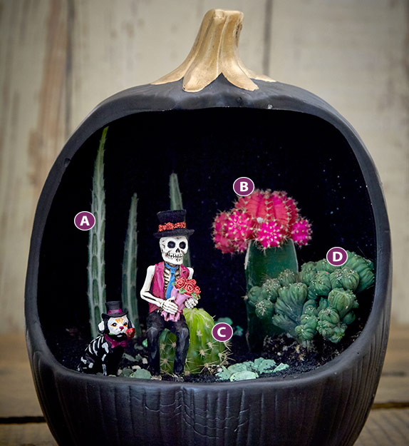 Pumpkin-terarrium-lettered2: Here you can see how mixing different shapes and foliage colors creates an interesting arrangement for your terrarium.