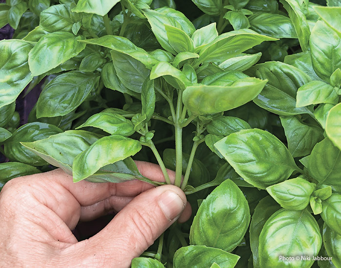 Harvesting basil leaves: When harvesting basil, pinch back the main shoot to allow the side shoots to grow. This encourages bushy growth and plenty of future harvests
