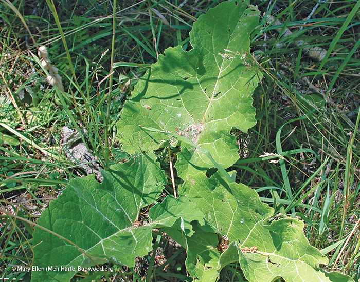 Common burdock weed  © Mary Ellen (Mel) Harte, Bugwood.org: Common burdock foliage.