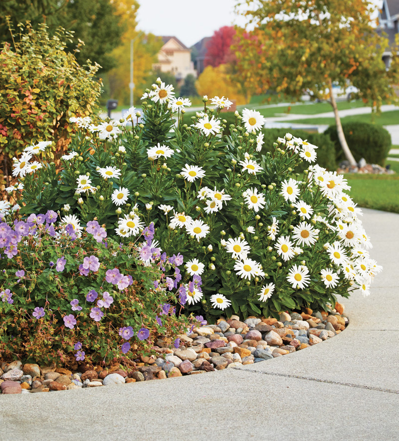 GG161 Editors Choice f01: Montauk daisy can work in any spot that needs color and texture.