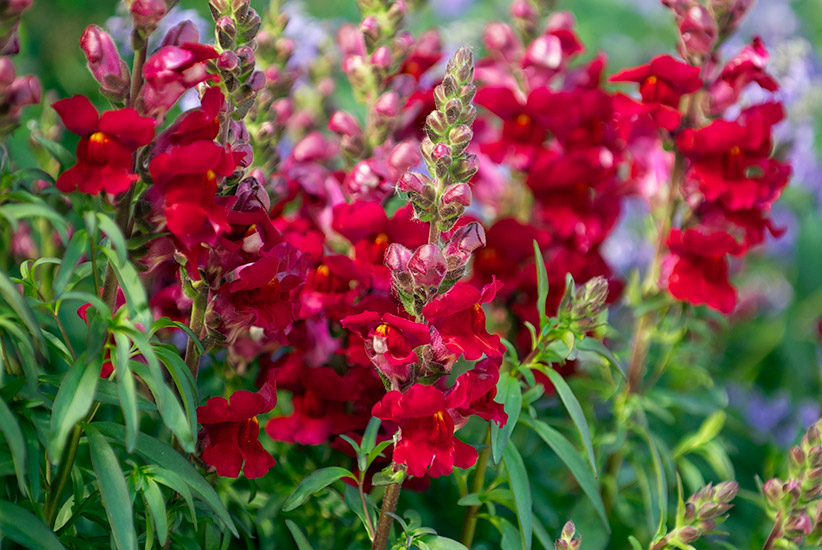3-steps-for-great-annual-plants-snapdragon-lead: Maintaining your annuals like snapdragons will help them look better throughout the season.