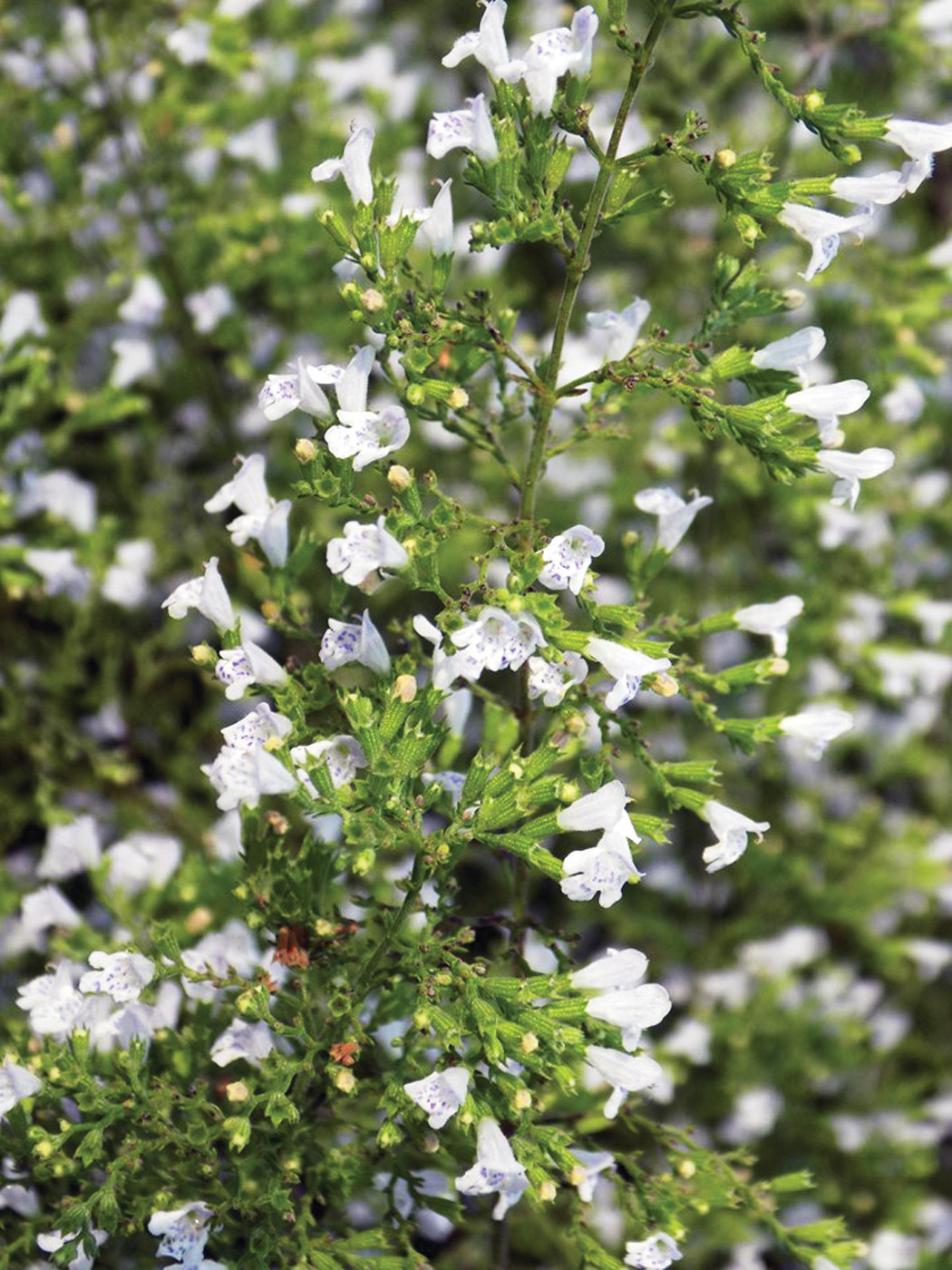 GG187 BA 07 Montrose White 108383 ctsy MOBOT: ‘Montrose White’ calamint is covered in dainty white blooms. Photo courtesy of Missouri Botanical Garden