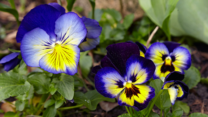 how-to-grow-pansies-pv: Matrix Midnight Glow pansies have beautiful 3½- to 4-in. whiskered blooms. 