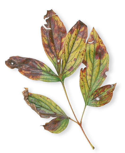 Growing-Peonies-spots-on-leaves: Fungal disease can make the foliage on your peony look really bad but it doesn't usually kill the plant. 