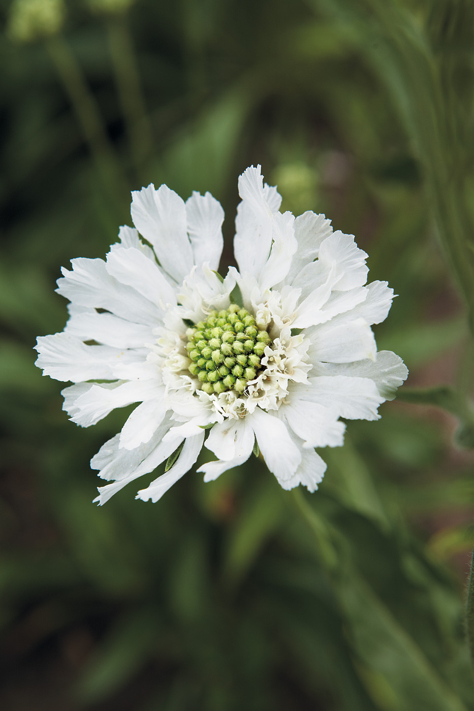 GG106 25f02 Fama White pincushion flower: Add ‘Fama White’ pincushion flower to cut flower beds for you and butterflies to enjoy.
