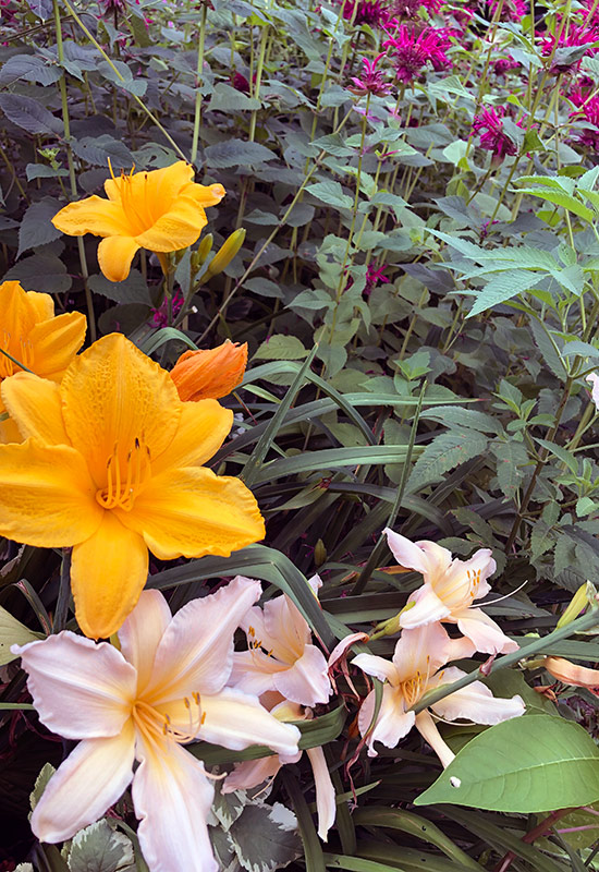 A handful of out-of-the-ordinary daylilies