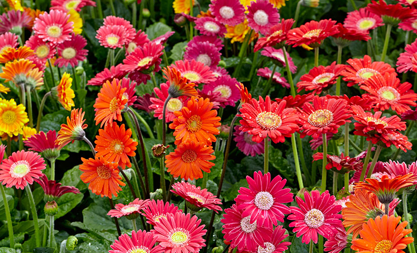 Red and orange gerbera daisies