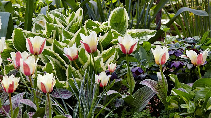 Good perennial companion plants for spring bulbs: Here you can see hostas and hellebores make great perennial companions along with tulip bulbs.