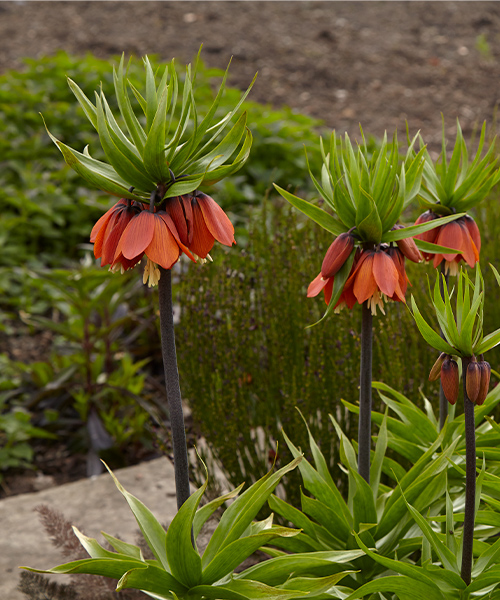 Crown Imperial: ‘Rubra Maxima’ crown imperial is a bulb that can handle a dry summer.
