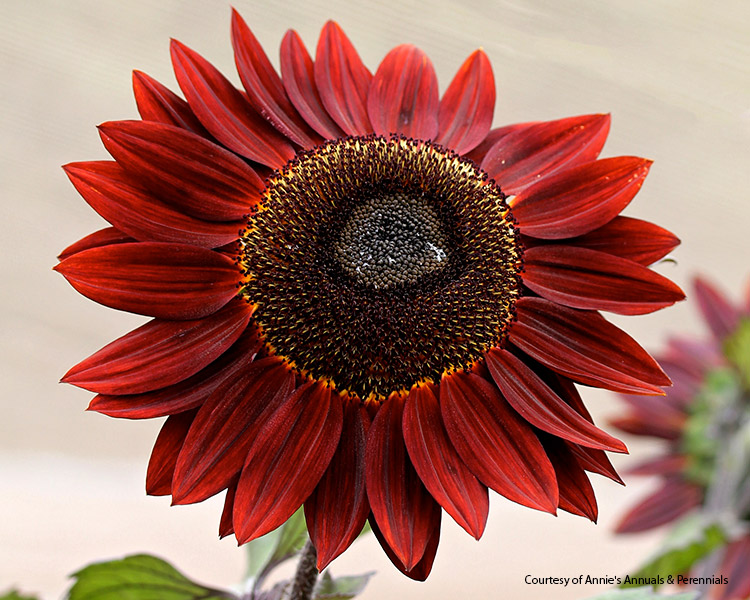 7-sunflower-varieties-for-your-garden-Red-Courtesan