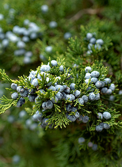 Juniper (Juniperus spp.)