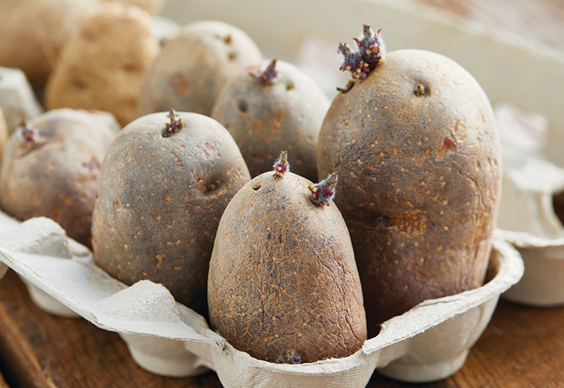 how-to-grow-potatoes-chit: Set small potatoes seed end up and when you see growth they're ready to plant.