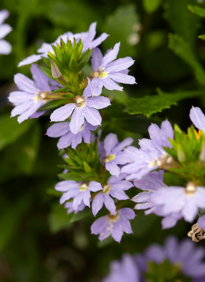 Bondi™ Blue scaevola (Scaevola aemula)