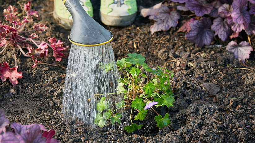 how-to-water-perennials-water-by-hand: Be sure to aim your hose-end close to the ground, near the base of the plant.