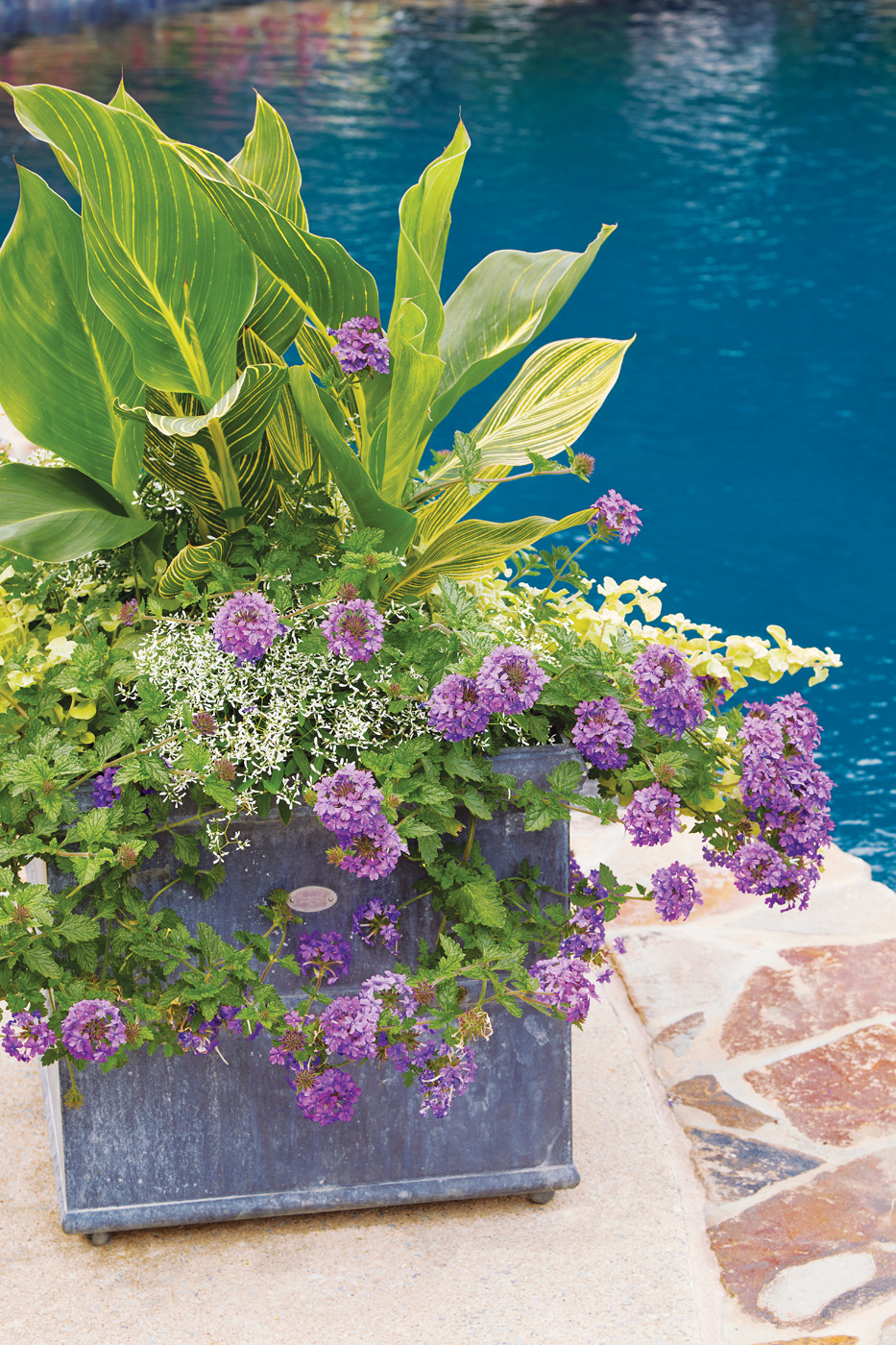G1911 34f01: Bright foliage and purple blooms have a calming affect in this summer planting.