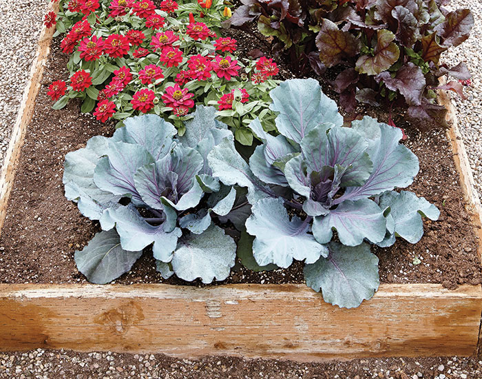 Wooden raised garden bed: Planting vegetables in a raised garden bed made of wood? Your best choice is cedar or another weather-resistant untreated wood.