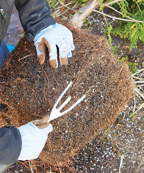 root pruning teasing roots: Use a hand rake to break up hardened potting soil, which will help roots grow freely and blend new potting mix in with the old. 