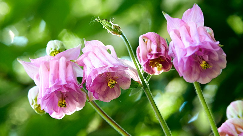 ‘Dorothy Rose’ double columbine: ‘Dorothy Rose’ is a double columbine. 
