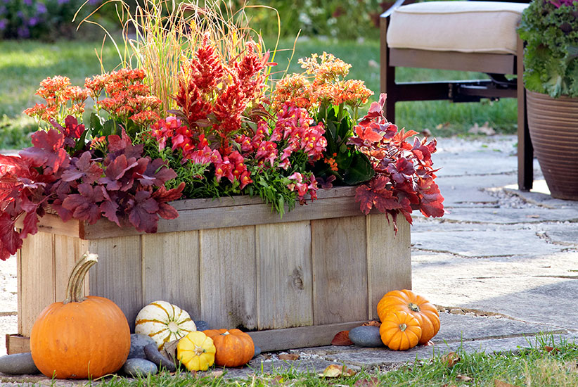 Fall container planting with celosia: This palette of warm flower colors will heat up your patio on chilly fall days.