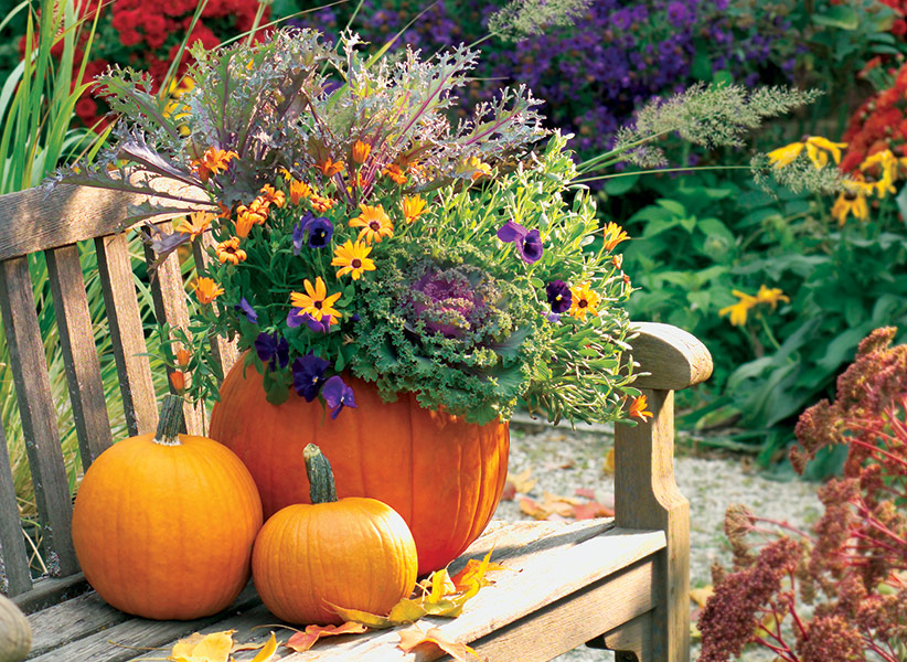 c-pumpkin-planter-lead: This festive pumpkin planter uses cool-weather plants like pansies and kale.