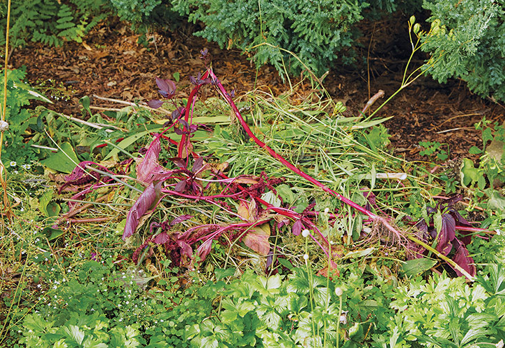 Chop & drop weeding technique: The chop & drop method works best to control annual weeds before they set seed in flower beds and in vegetable gardens. 
