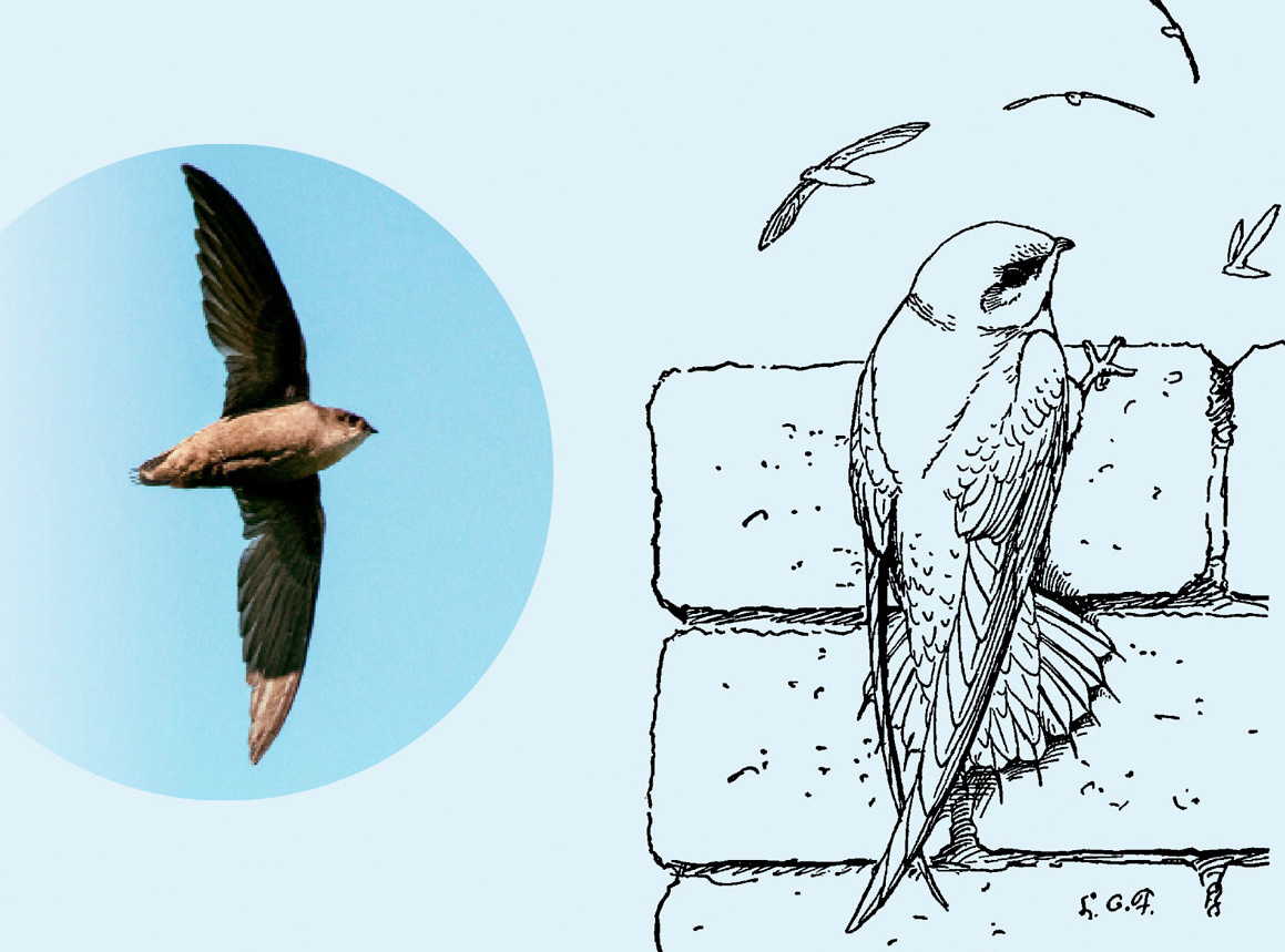 GG188 WildSide ChimneySwift MainArt blue: Chimney swift (Chaetura pelagica) in flight. Photo by commons.wikimedia.org, public domain. Illustration from the Manual of Bird Study, public domain.