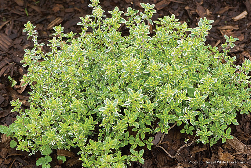 v-h-harvesting-tips-herbs-LemonThyme:‘Variegata’ lemon thyme is a beautiful and delicious addition to the garden.