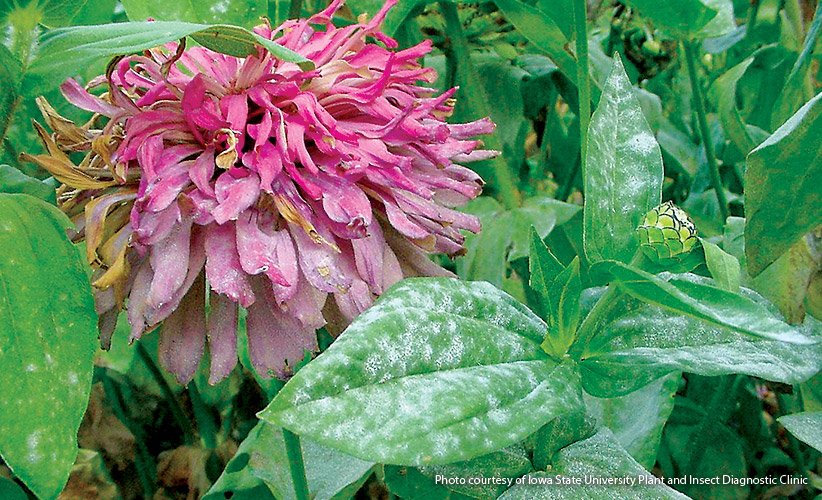 Powdery mildew on a zinnia plant: Powdery mildew is most common during mid- to late summer.
