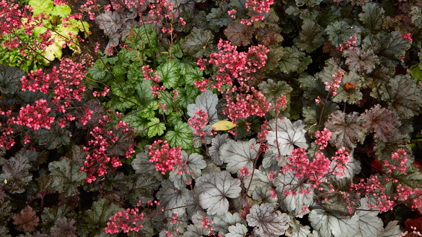 170-coralbells-pv: Plant a mix of coral bells varieties in the same bed to create striking foliage combinations. 