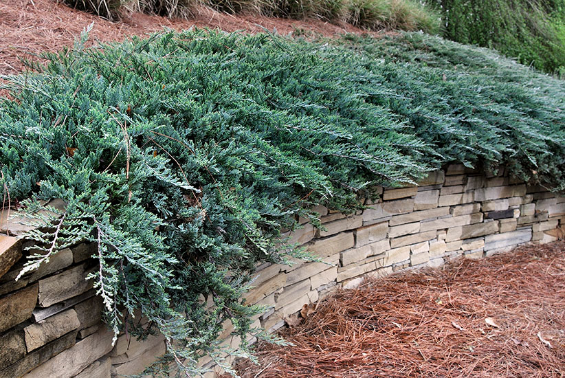 Foundation-plants-by-shape-Blue-Chip-creeping-juniper-horizontal: Horizontal ‘Blue Chip’ creeping juniper has a comfortable and stablilizing effect. 
