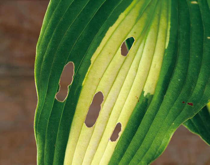 hosta-troubles-slug-damage: If you are finding holes on your hosta leaves, slugs are probably the culprit!