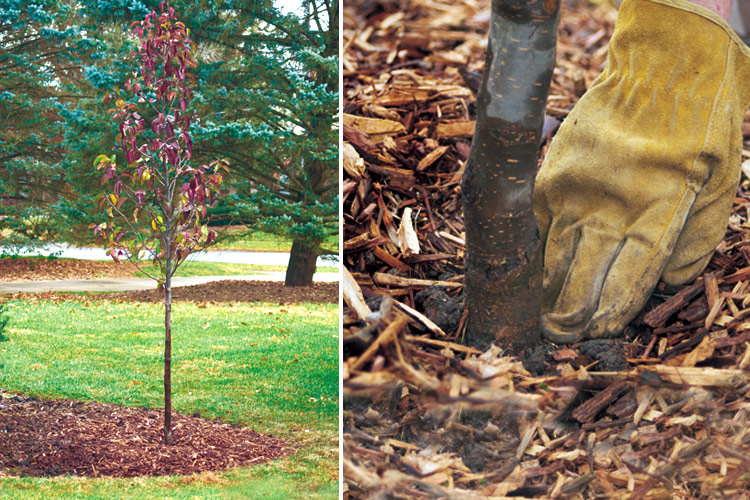 Adding mulch to a newly planted tree: Once the tree’s in the ground, top the soil with a 2- to 4-in. layer of organic mulch.