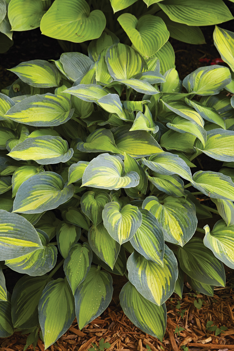 GG187 TP 11 gaif1099 June Hosta photo by Jack Coyier