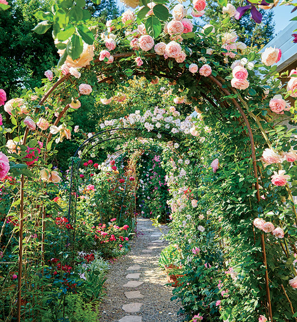 Rose Garden Archway: As climber ‘Eden Rose’ grows up and over the arbor, lateral stems (or side stems) get more sun than the ones closer to the ground so they produce more blooms.