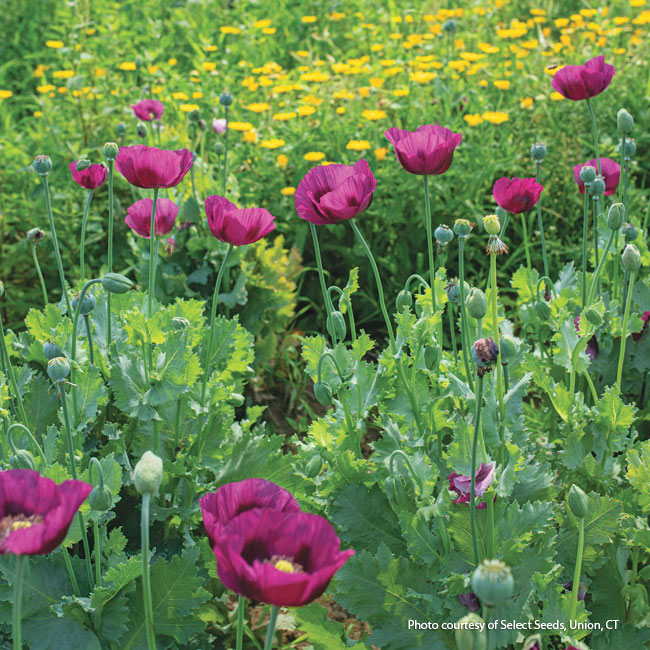 Breadseed poppy:  Breadseed poppy may be hard to find, but it is easy to save seed after they bloom to plant next year.