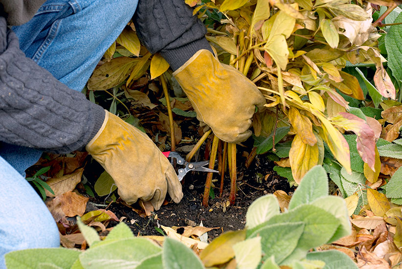 Cleaning up dead peony foliage in fall: Keep disease away by removing infected peony foliage in fall.