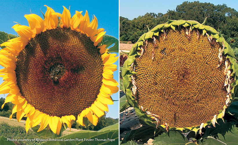 6-plants-birds-love-Sunflower: Large dinner-plate sized sunflowers will have the most seeds for the birds.