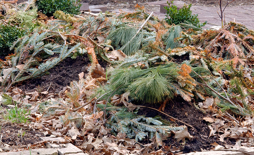 repurpose-your-live-christmas-tree-mulch:Place evergreen branches over your garden anytime the ground is frozen, from late November to midwinter, after you’re done enjoying your Christmas tree indoors.