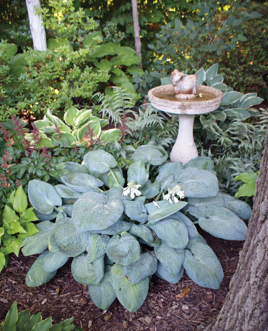 GG187 TP 06 Skylight Hosta ctsy NH Hostas: Photo courtesy of nhhostas.com