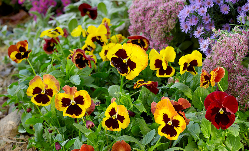 fall-checklist-plant-cool-weather-annuals-pansies: Fall-planted pansies add sparkle to the late- season garden. In cold zones, they’ll bloom until a hard frost hits, and if you mulch them, return again in spring.