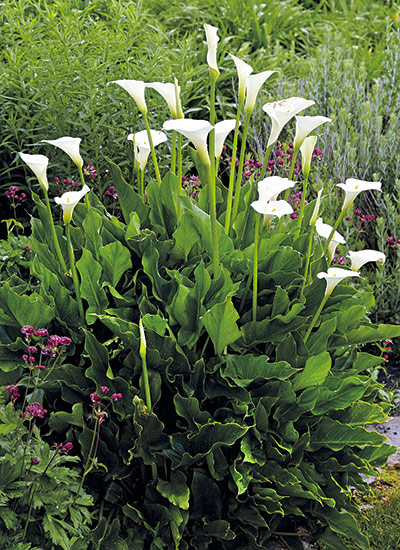 Calla lily (Zantedeschia aethiopica)