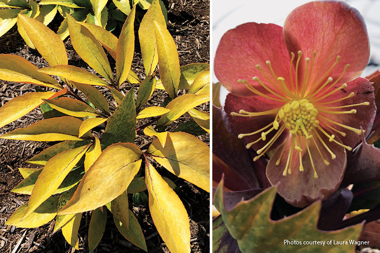 Table mountain hellebore: You can't miss the bright foliage of 'Table Mountain' hellebore in late winter to early spring.