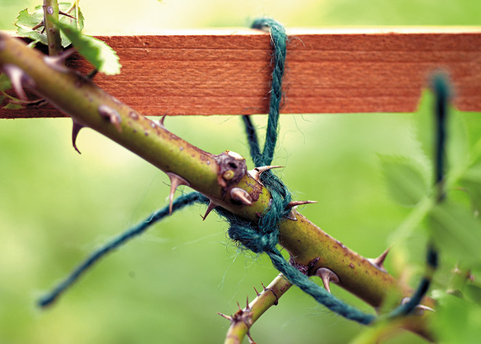 summer-garden-checklist-train-climbing-plants: Green twine will blend in with the stems and leaves.
