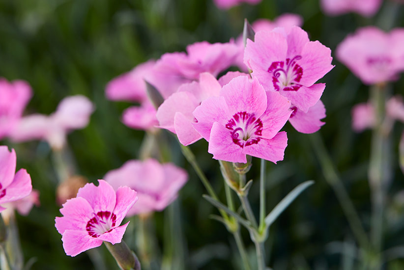 Pink Carpet dianthus (Dianthus hybrid)