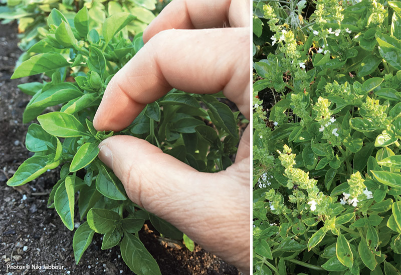 Pinching basil flowers: Once blooms emerge on basil plants in mid- to late summer, production slows.
