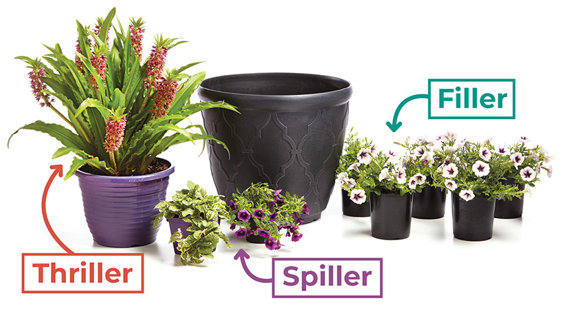 easy-formula-for-great-garden-containers-thriller-spiller-thriller-graphic