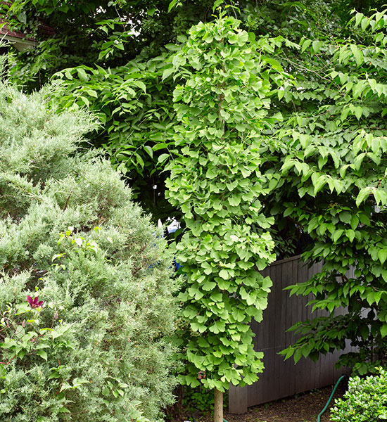 Foundation-plants-by-shape-Princeton-Sentry-ginkgo-Columnar: Columnar plants like this ‘Princeton Sentry’ ginkgo lead your eye upward. But this shape is softer and more casual than a pyramid. 