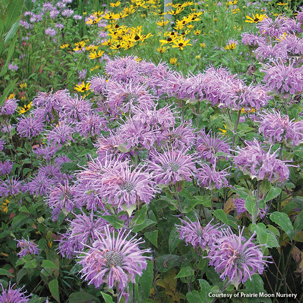 Wild bergamot courtesy of Prairie Moon Nursery: Wild bergamot is a member of the mint family and spreads easily by seed and rhizomes. 
