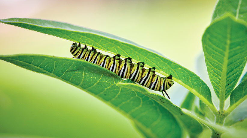 how-to-grow-milkweed-pv: Monarch catapillars like this one rely on common milkweed as their host plant each year.