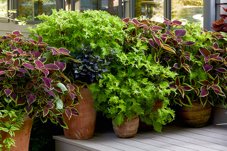 how-to-grow-coleus-from-cutting-lead2:Bold coleus foliage adds pop to a patio when planted in a group of containers.